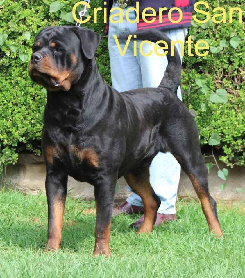 rottweiler en mexico