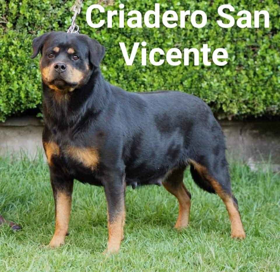 rottweiler en mexico