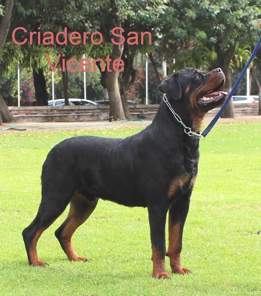 rottweiler en mexico
