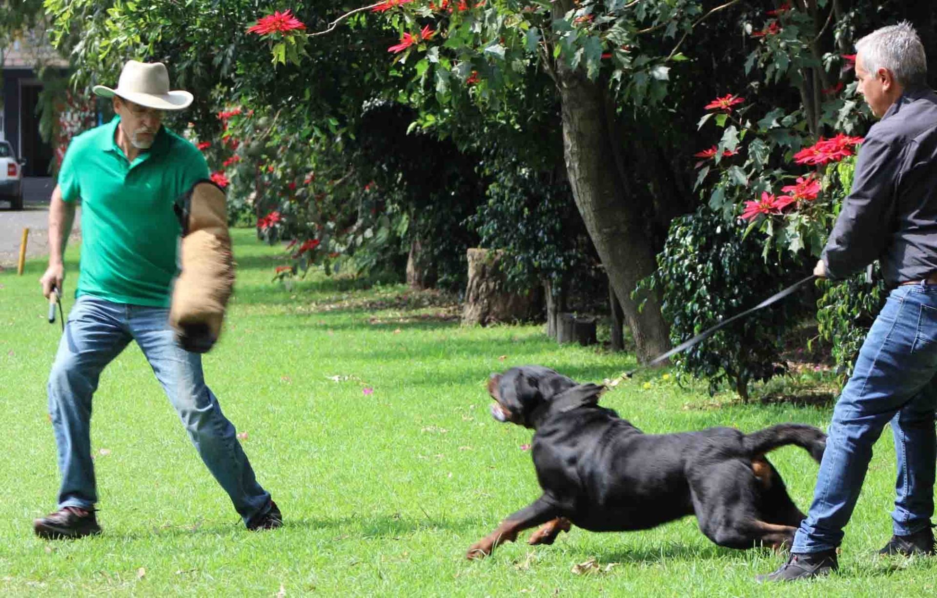 rottweiler en mexico