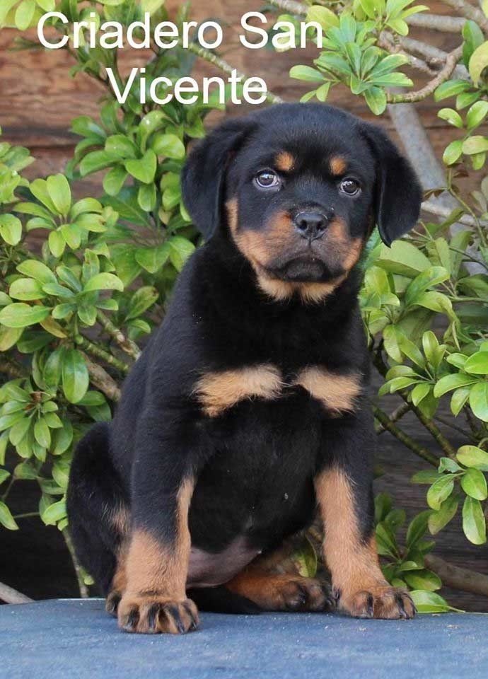 rottweiler en mexico