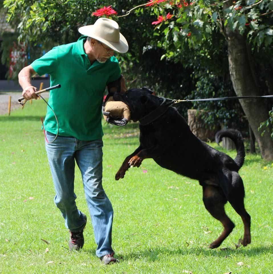 rottweiler en mexico