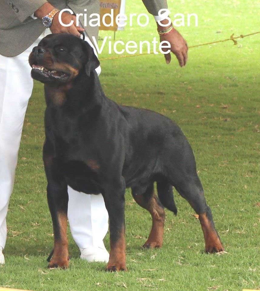 rottweiler en mexico