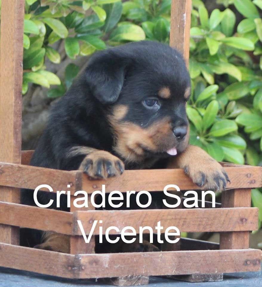 rottweiler en mexico