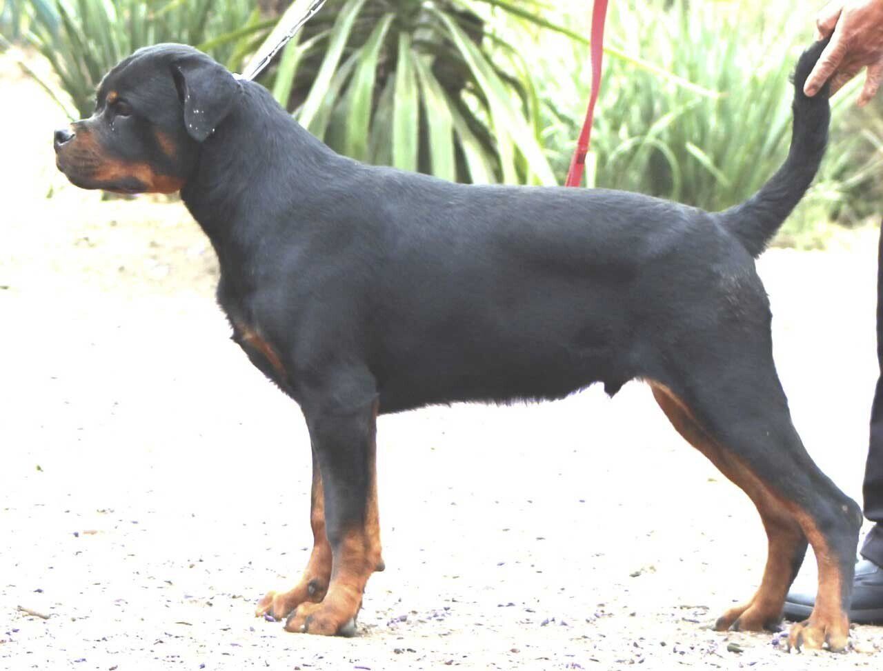 Rottweiler en mexico