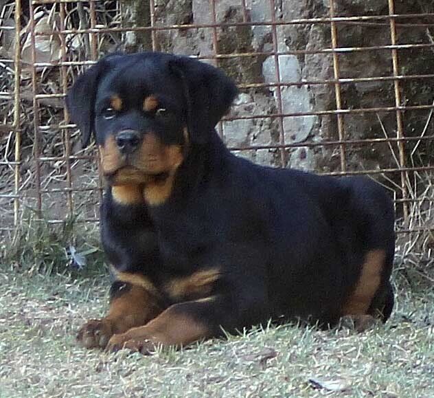 Rottweiler en mexico
