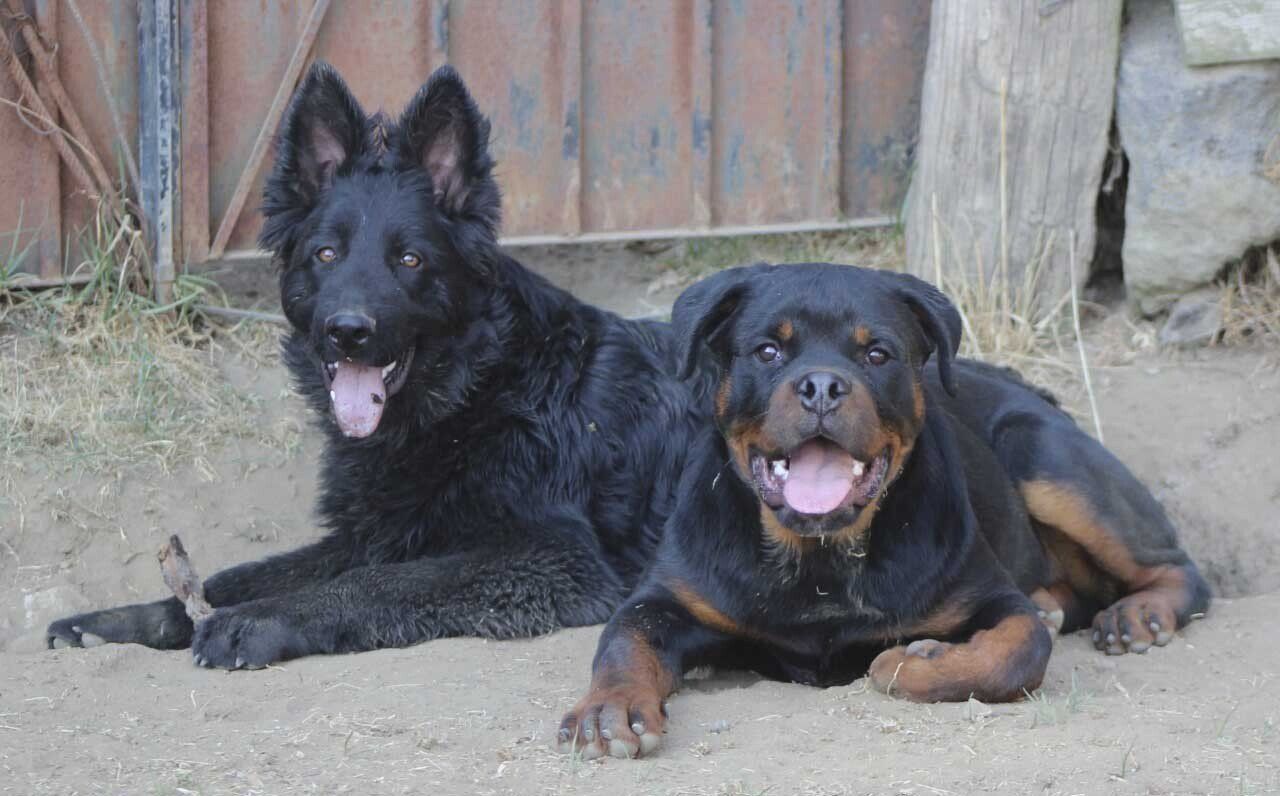 Rottweiler en mexico