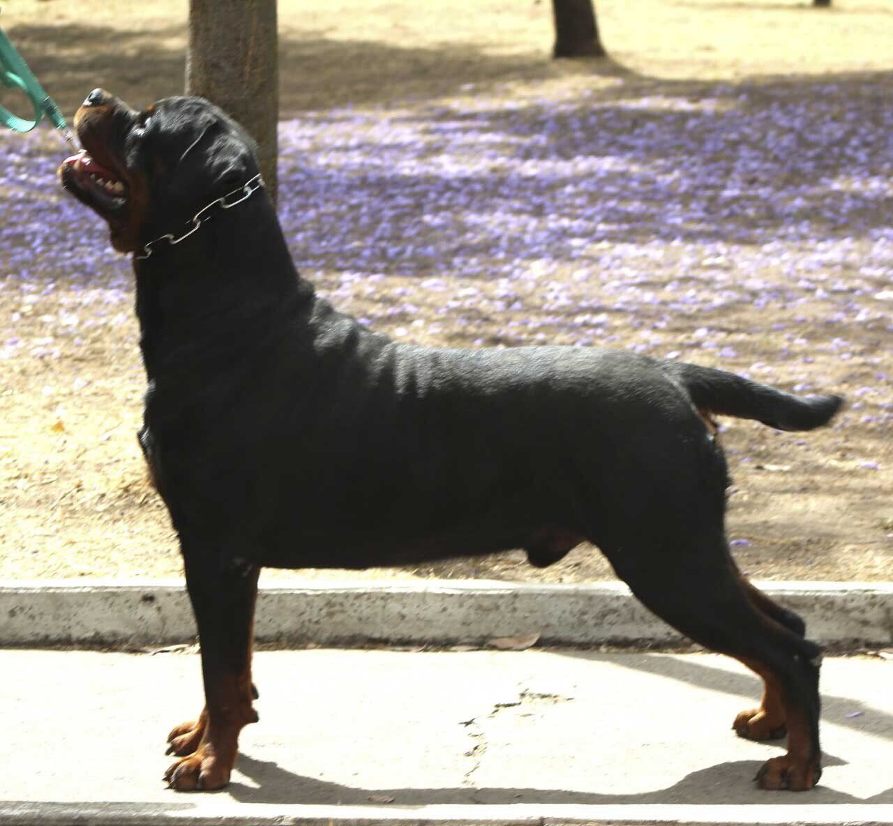 Rottweiler en mexico
