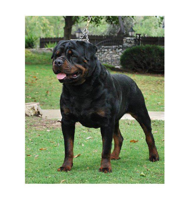 rottweiler en milwaukee