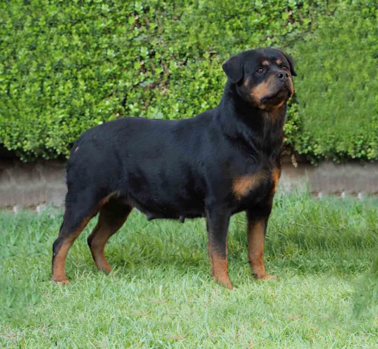 rottweiler en venta