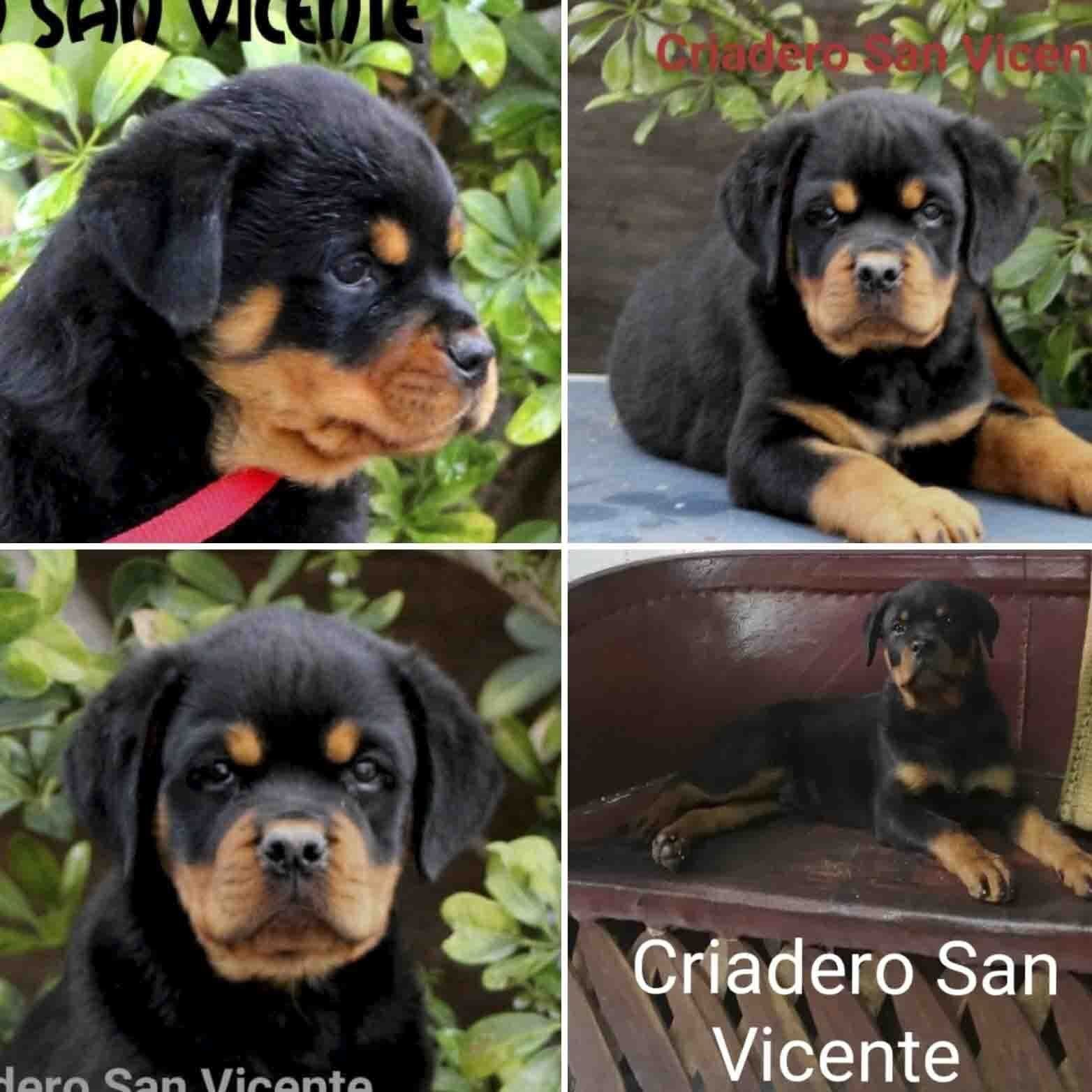 rottweiler en venta