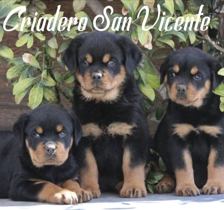 rottweiler en venta