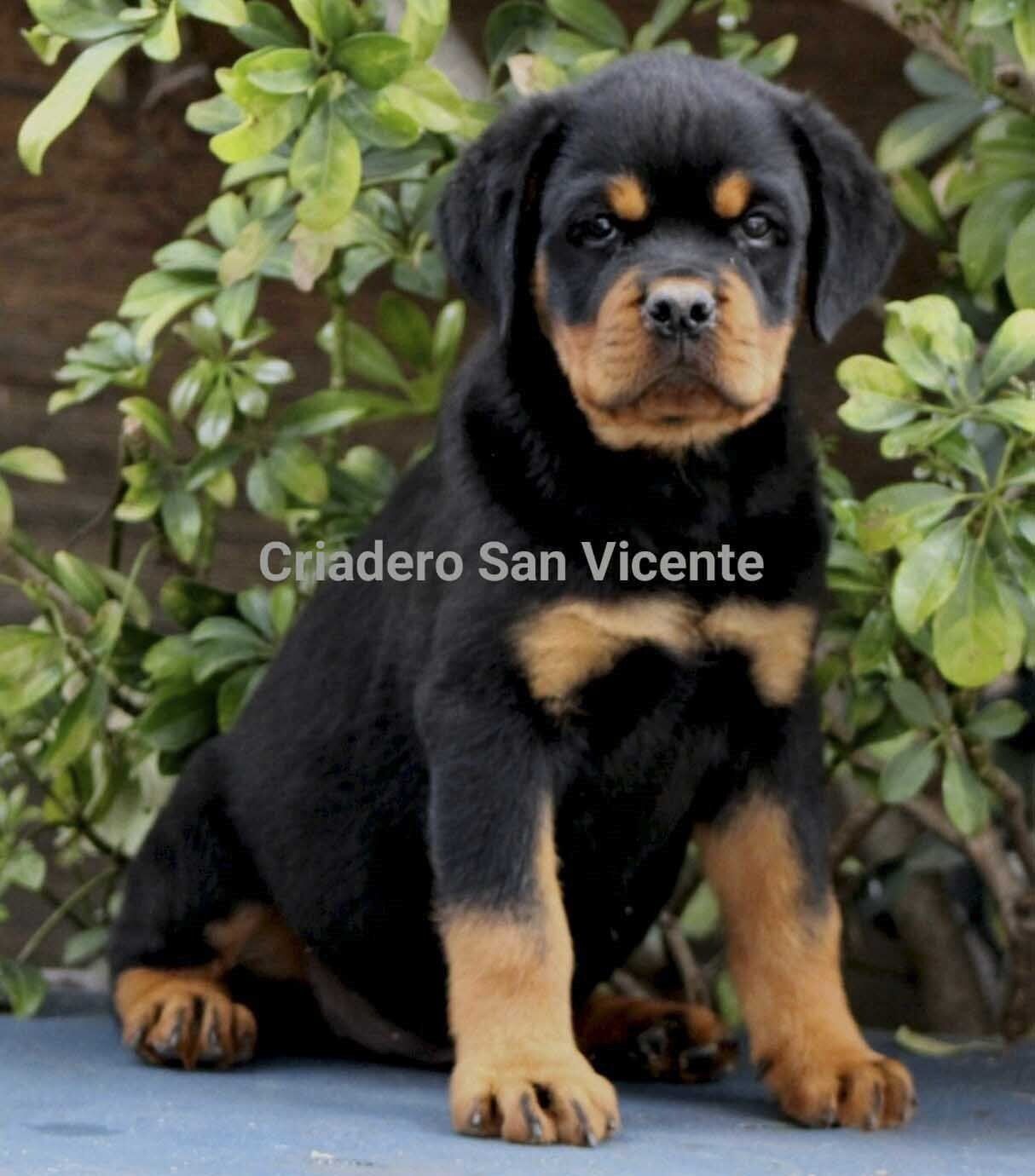 rottweiler en venta