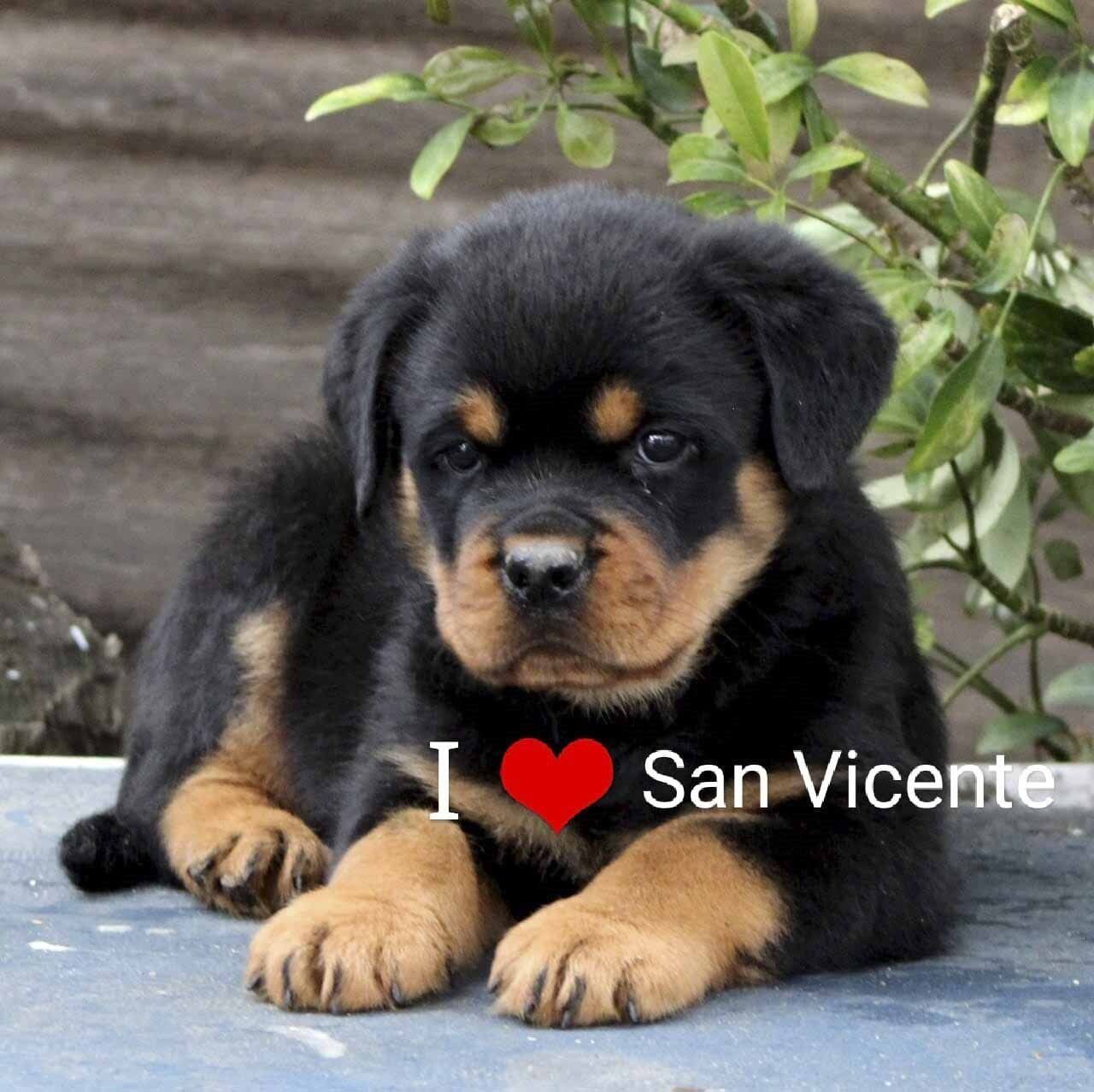 rottweiler en venta