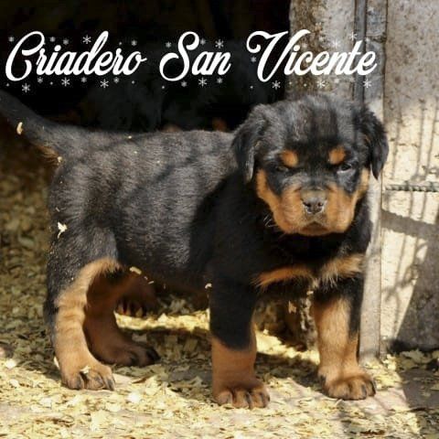rottweiler en venta