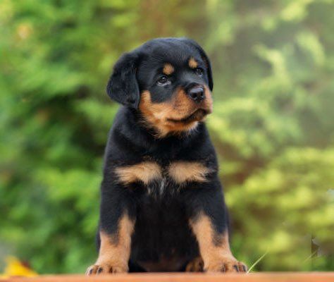 Cachorros rottweiler