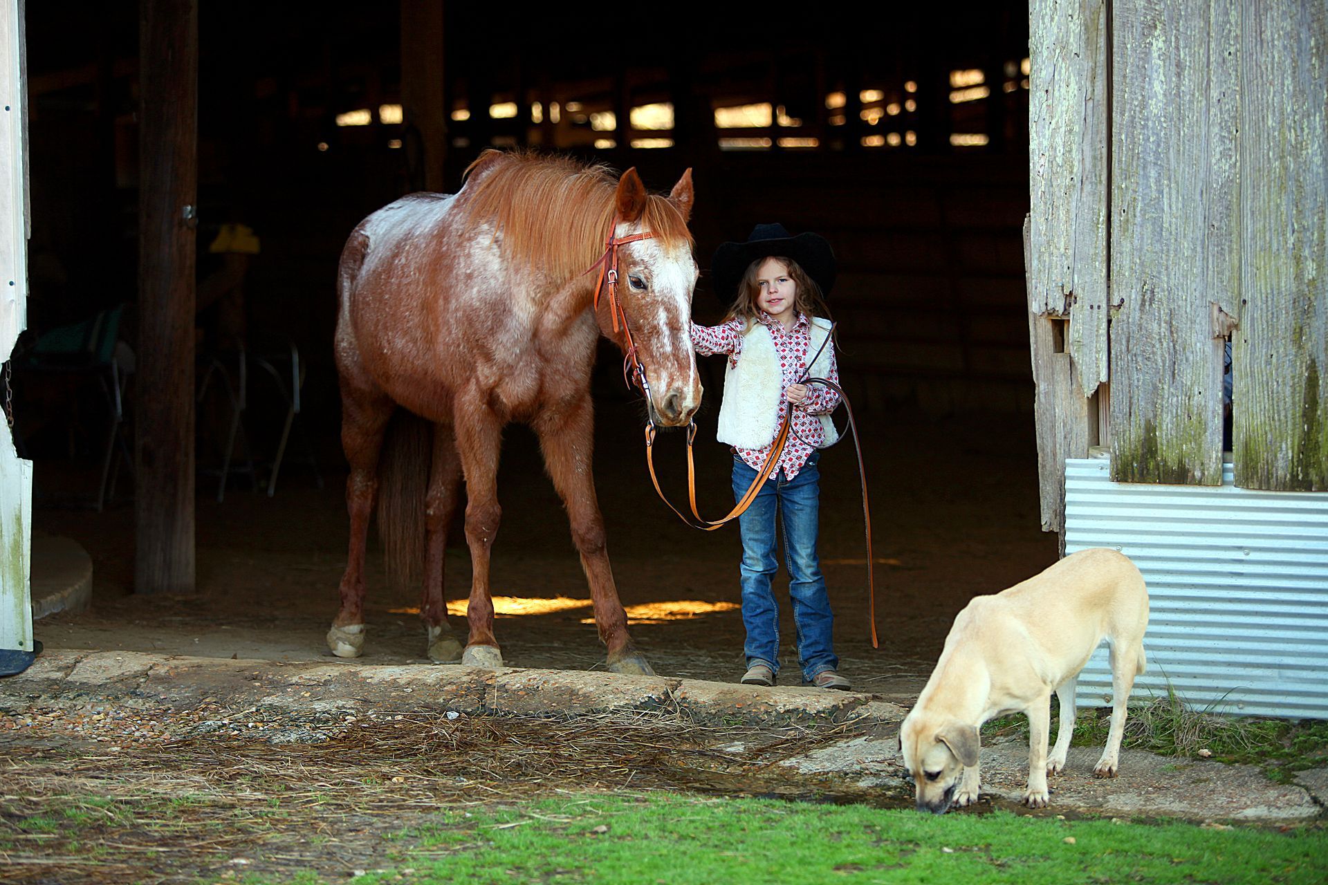 A girl is standing next to a horse in a barn while a dog looks on.