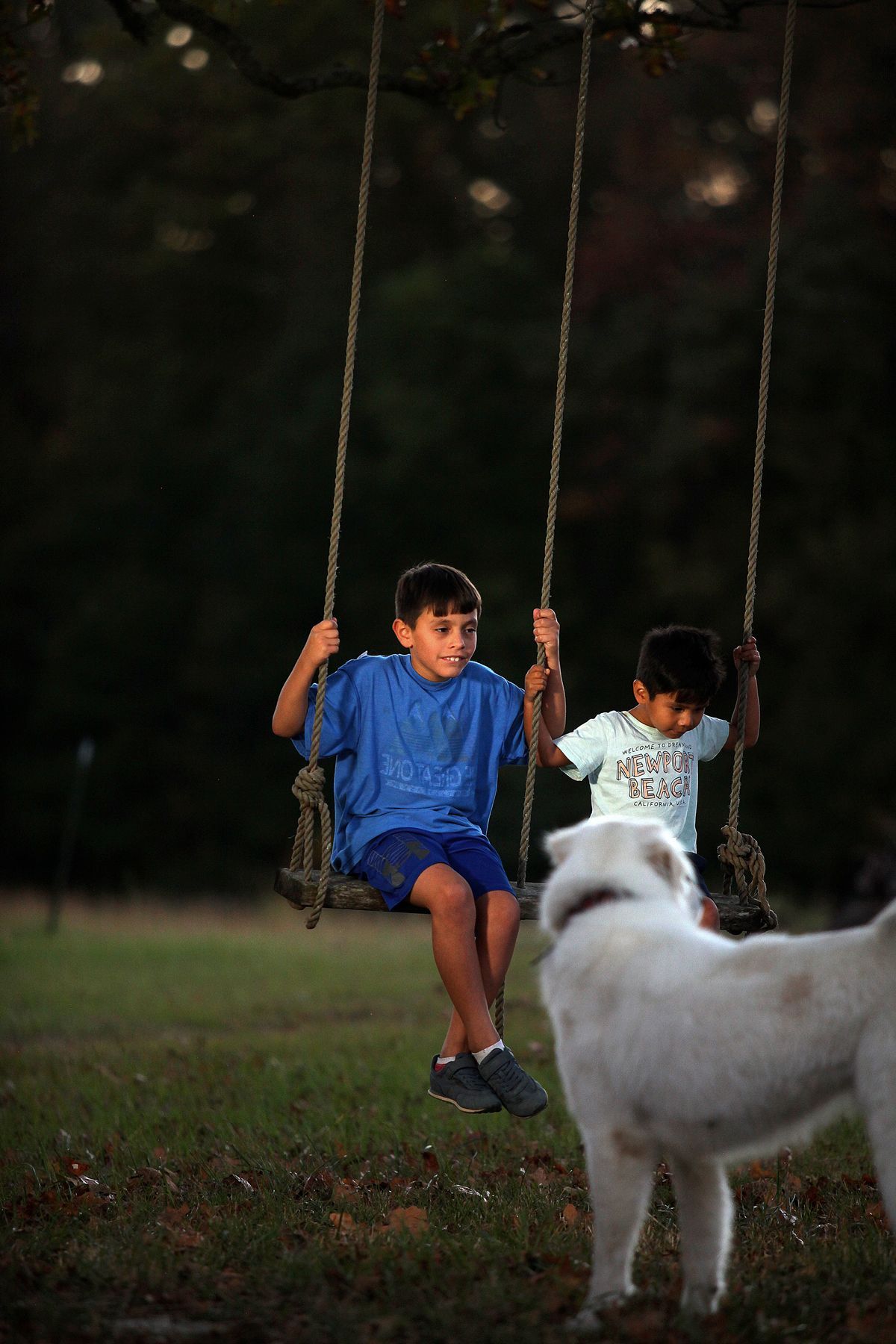 Two young boys are sitting on a swing with a dog watching.