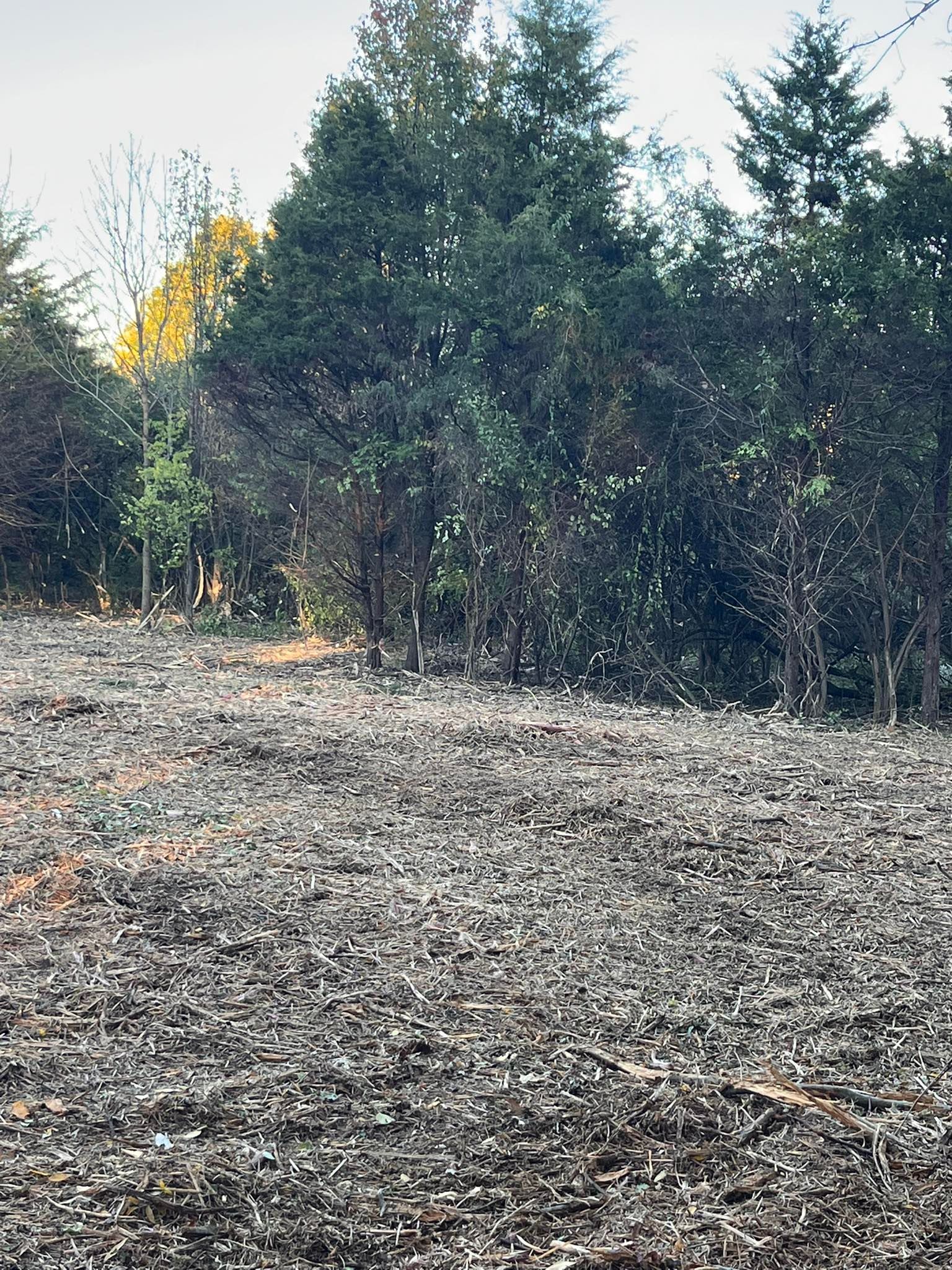 A wood-chipped ground with trees in the background under a pale sky.