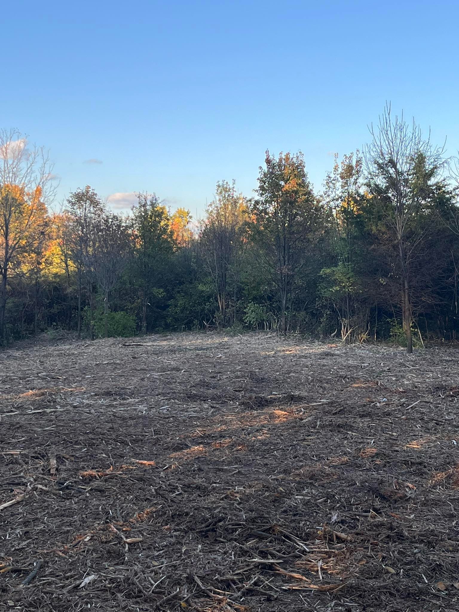 Charred field in front of a line of trees under a blue sky.