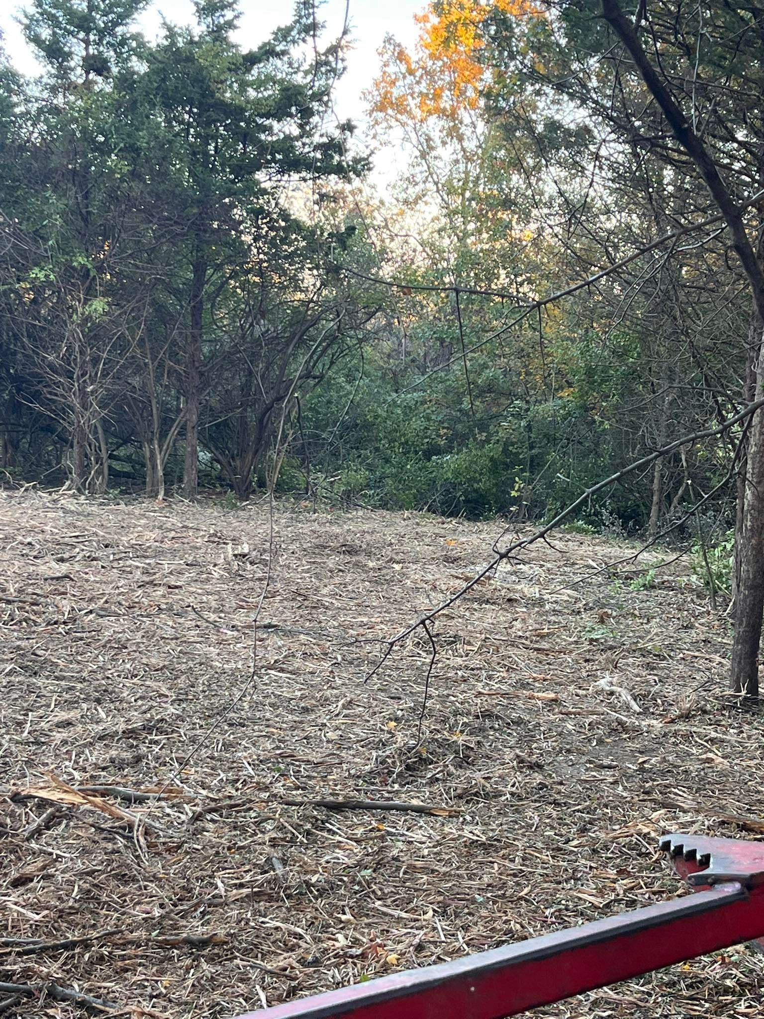Clearing in woods with fallen leaves. Trees in background, red object in foreground.