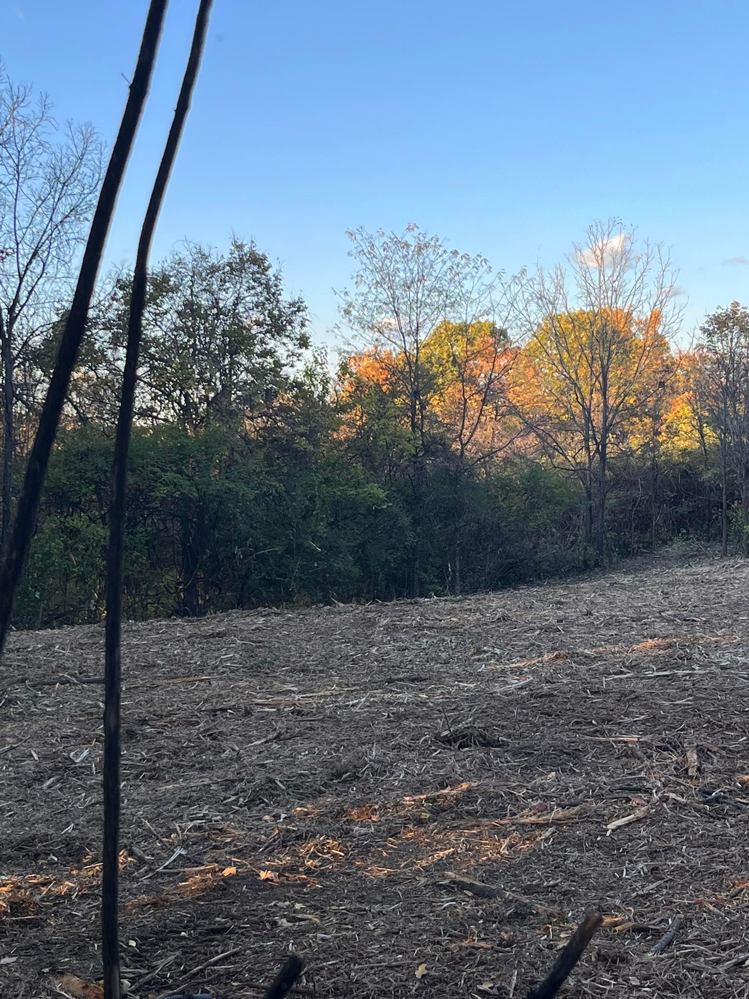 Charred ground leads to treeline with fall colors under a clear blue sky.