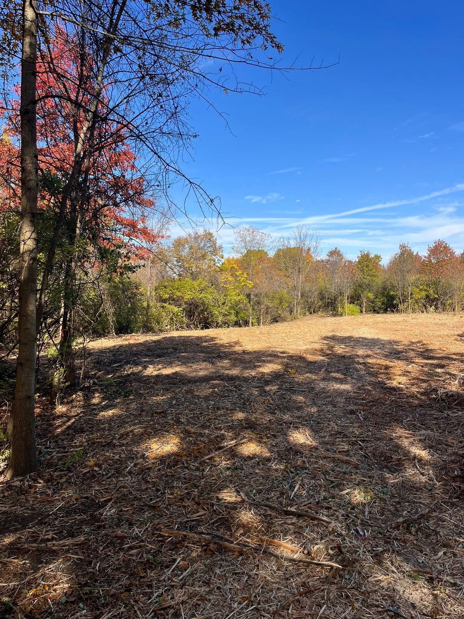 Field of dry leaves under a blue sky, surrounded by trees with fall foliage.