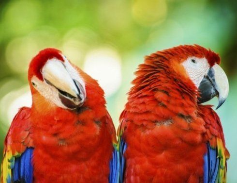 coppia pappagalli rossi