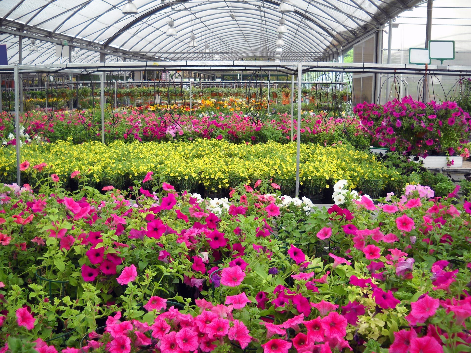 Greenhouse filled with colorful flowers, including pink, yellow, and white blooms.