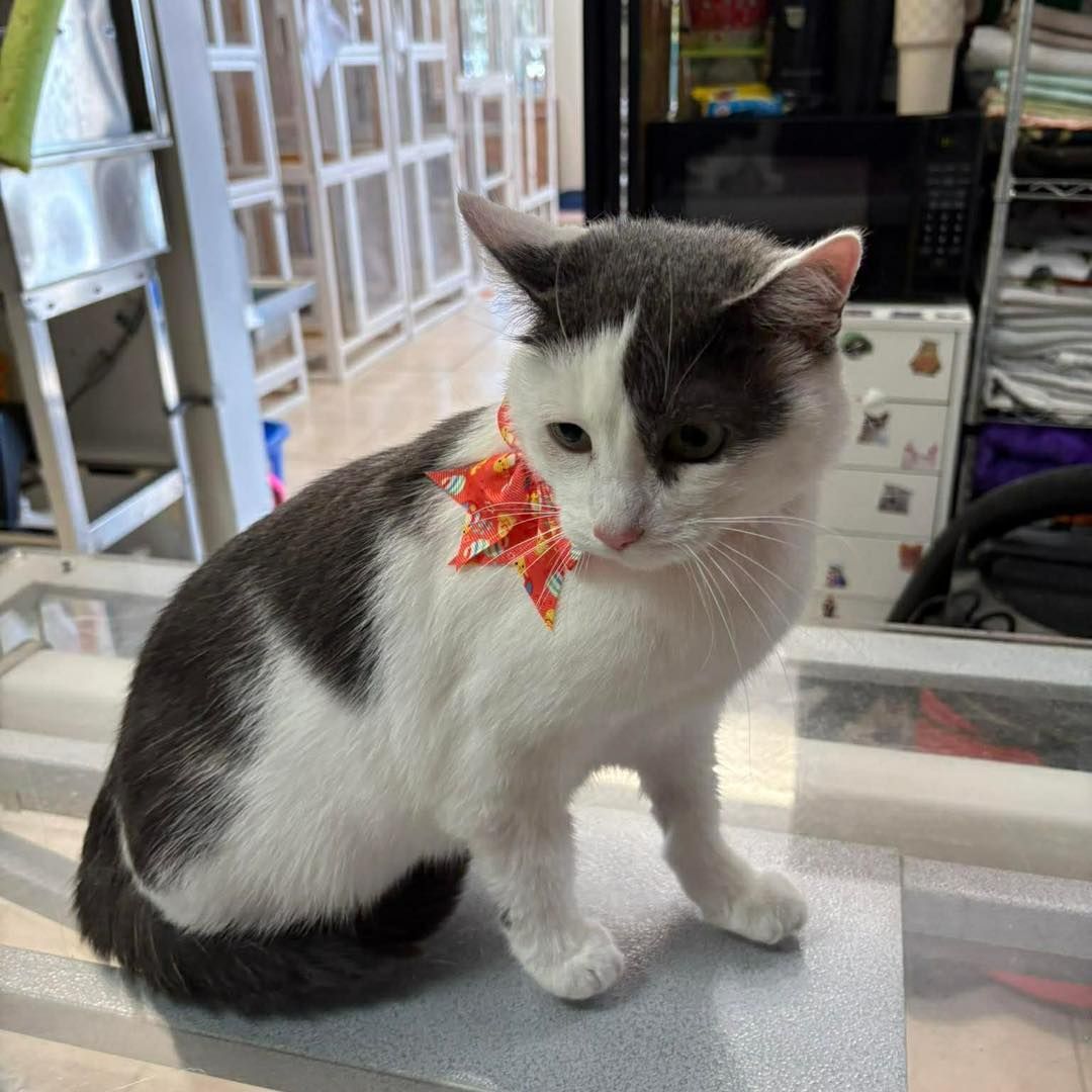 White-and-gray cat wearing a red ribbon sits on a table indoors.