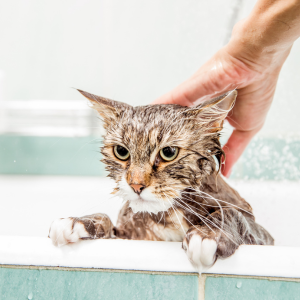 Wet tabby cat in a bathtub being held by a hand, looking unimpressed.