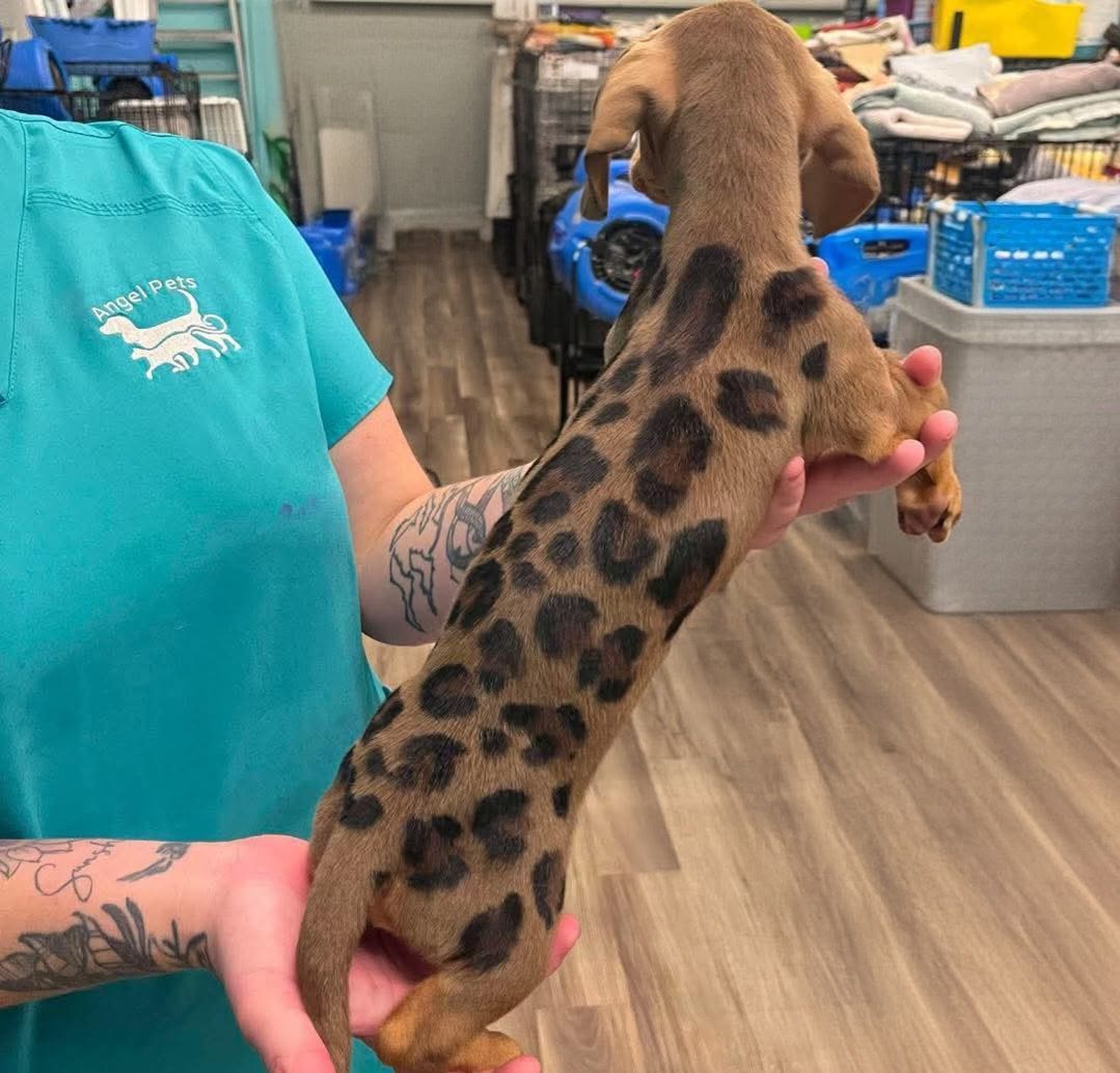 Person holding a small brown puppy with dark spots in a pet store