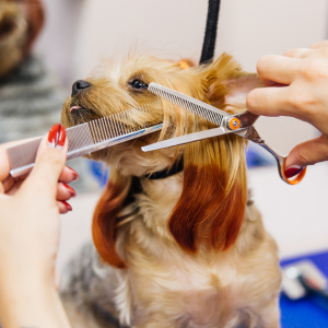 Small dog being groomed with scissors and comb at a salon, held by two hands