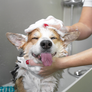 Wet corgi being bathed, eyes closed, with soap suds on its head in a shower stall