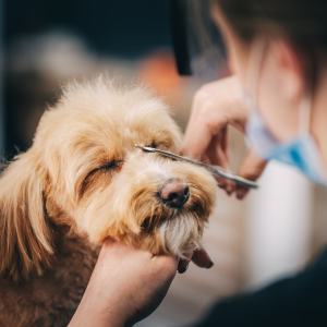 Grooming a fluffy tan dog while a person trims its fur with scissors