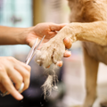 Trimming a dog’s paw fur with scissors during a grooming session