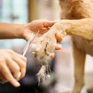 Trimming a dog’s paw fur with scissors during a grooming session
