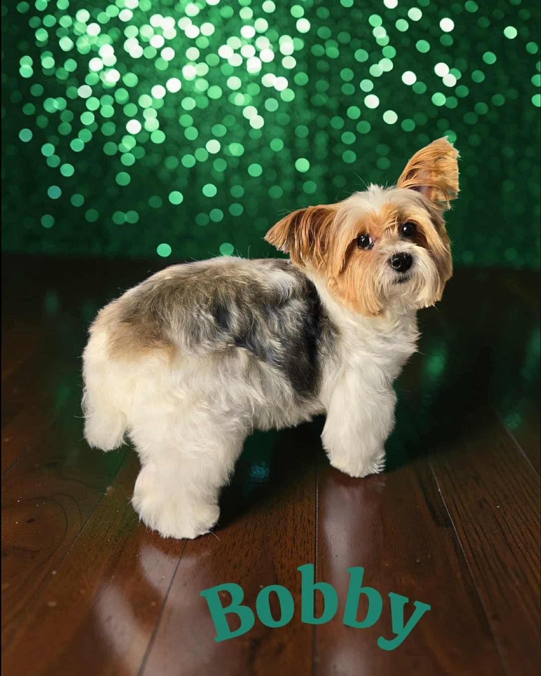 Small fluffy dog named Bobby standing on a wooden floor with green bokeh lights in the background.