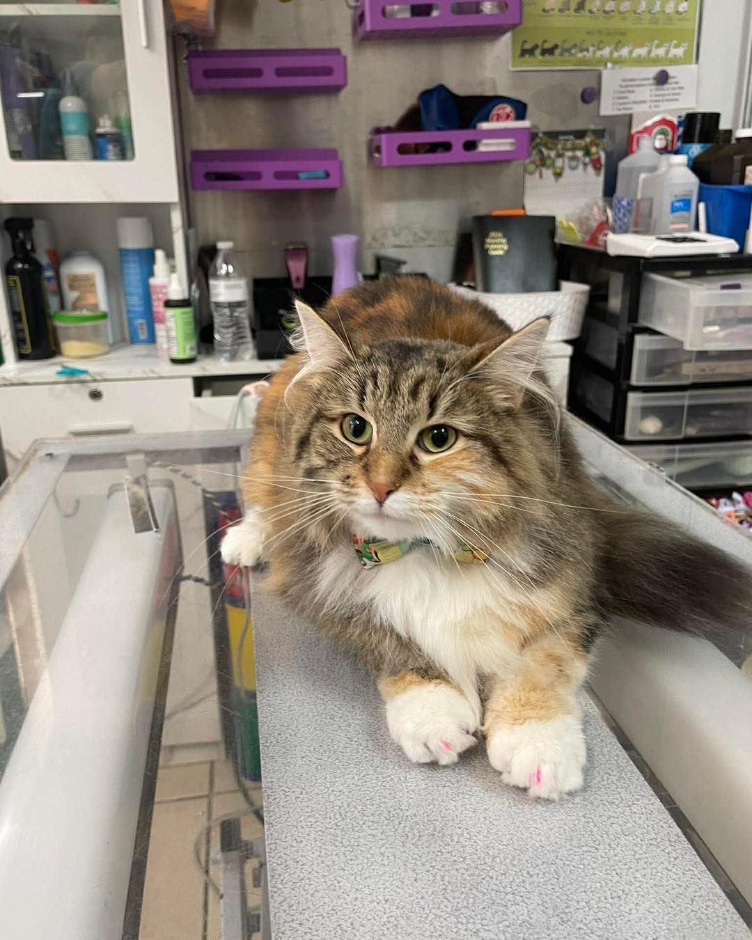 Fluffy tabby cat resting on a counter in a pet grooming salon, with shelves and supplies behind it.