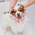 Wet small dog being washed in a sink, with soapy fur and a person holding its head gently