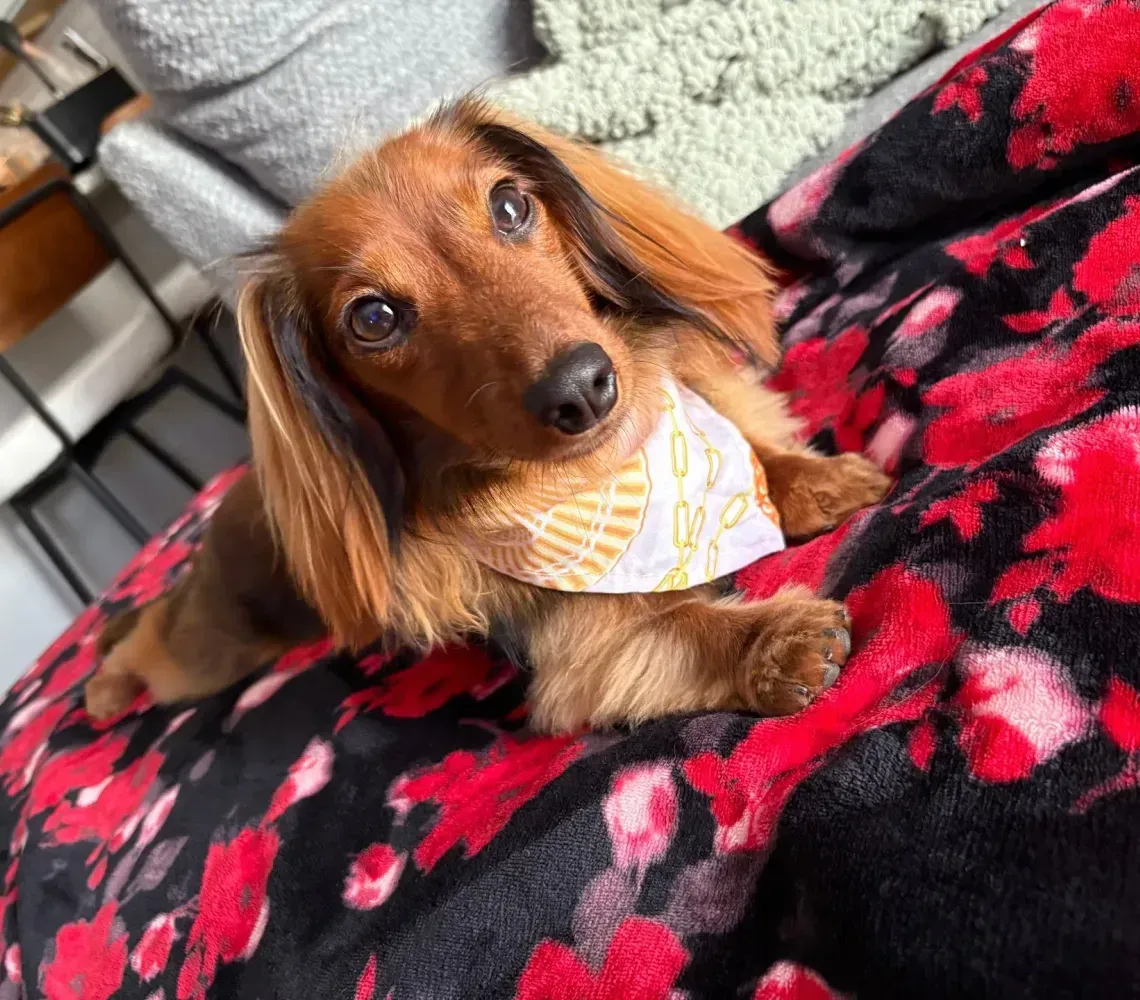 Brown dachshund in a yellow bandana lying on a red-and-black blanket, looking at the camera