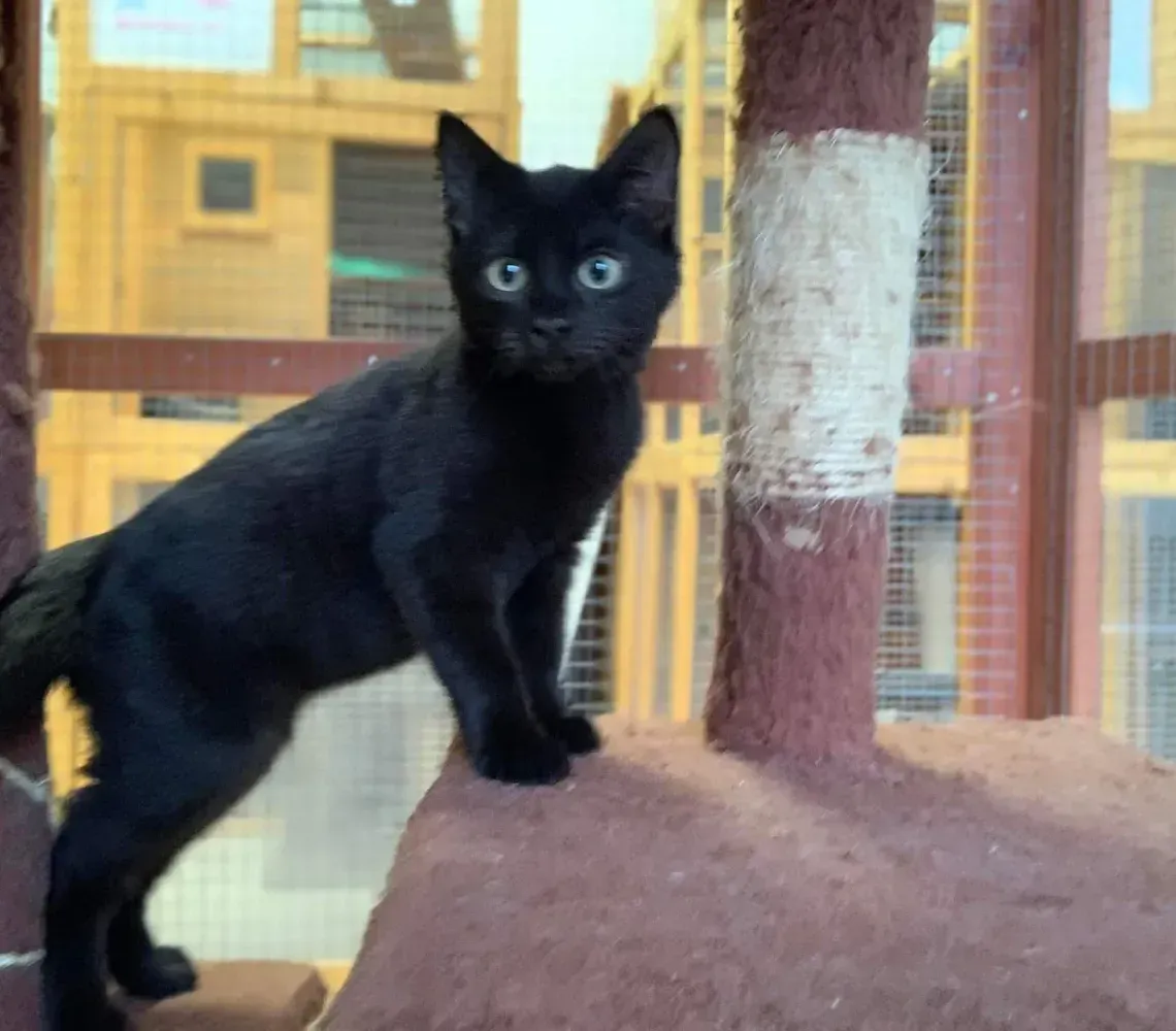 Black kitten standing on a cat tree by a mesh window, looking at the camera.