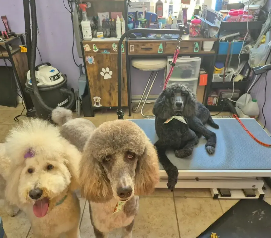 Three fluffy dogs in a grooming salon, one black dog on a table and two tan poodles in front.