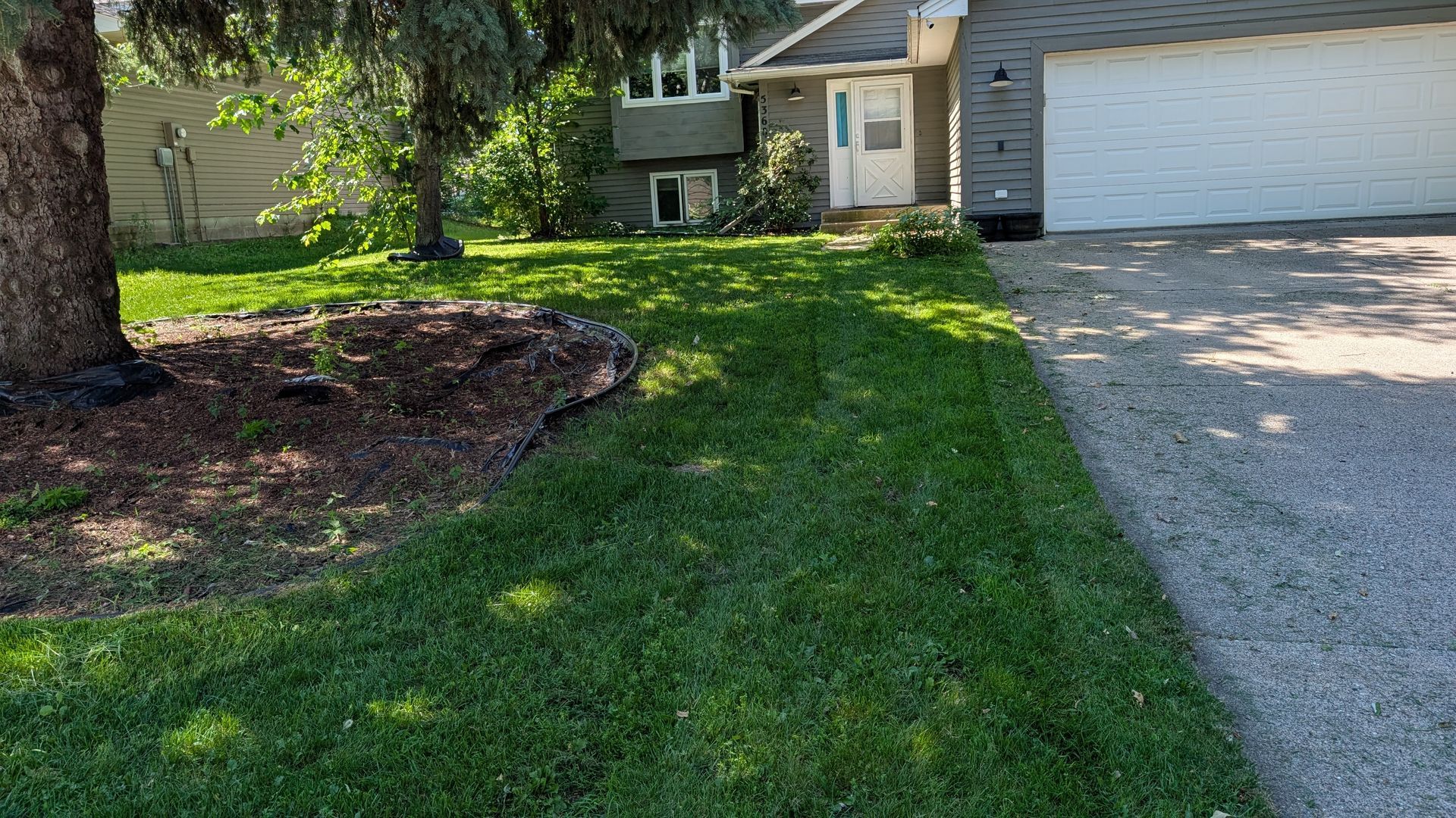 Green lawn in front of a house, next to a driveway and a large tree with brown mulch.