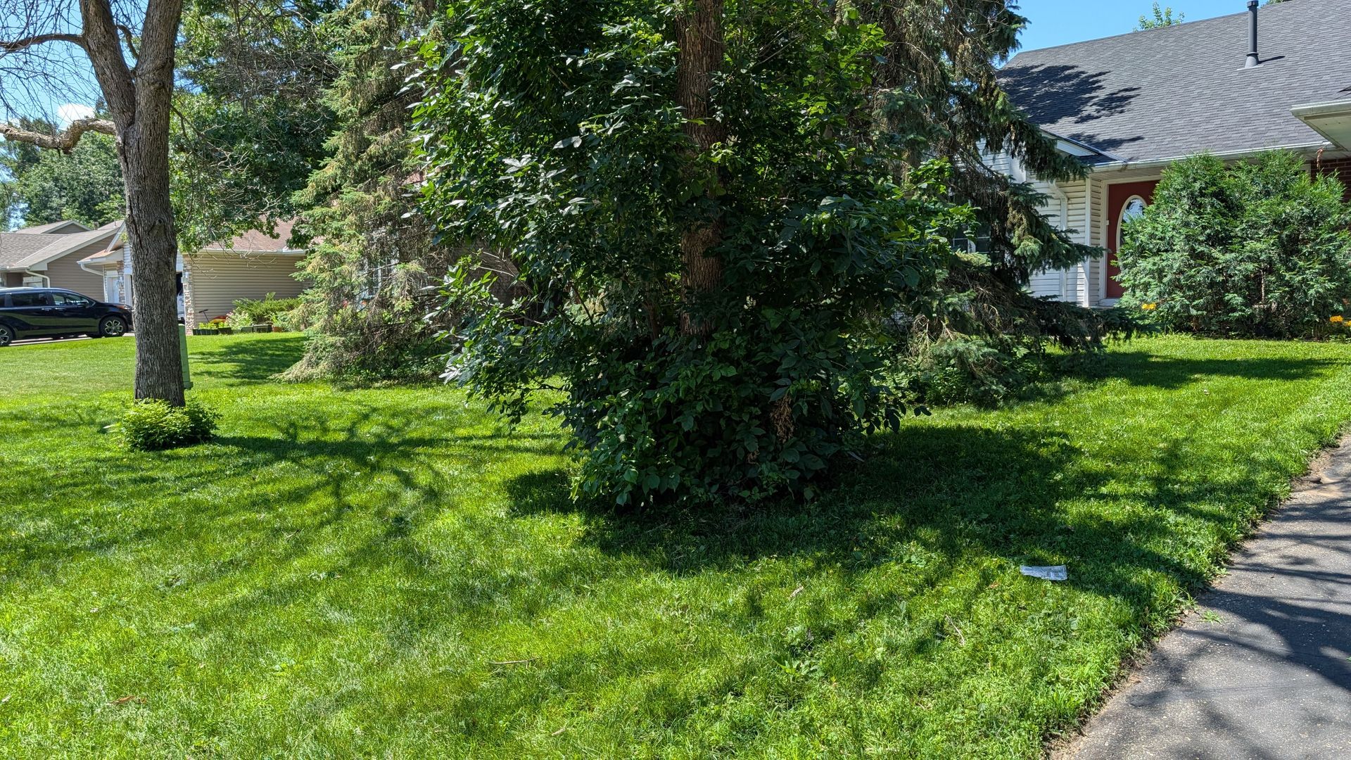 Green, well-manicured lawn with a tree and a house in the background on a sunny day.