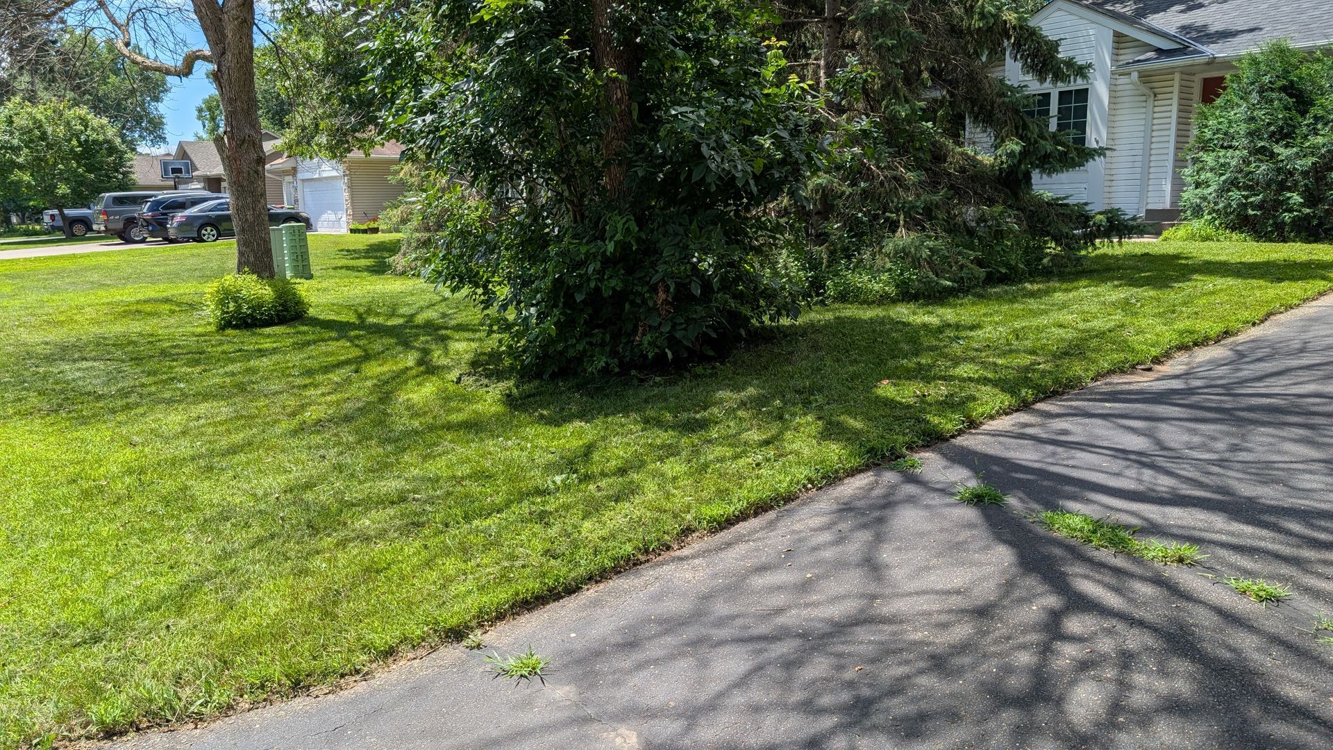 Lush green lawn next to an asphalt driveway. A house and trees are in the background on a sunny day.