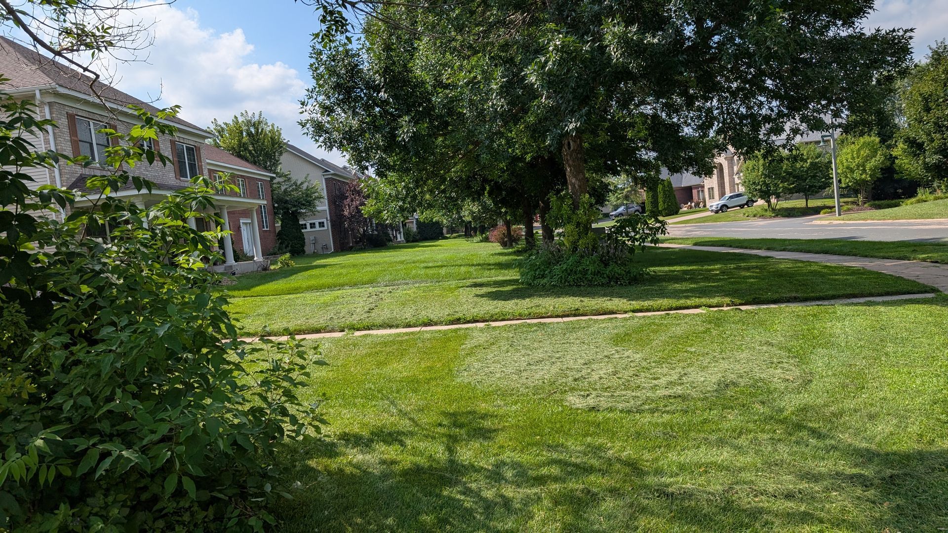 Green lawn in suburban neighborhood, tree in the center, houses lining the street, sunny day.