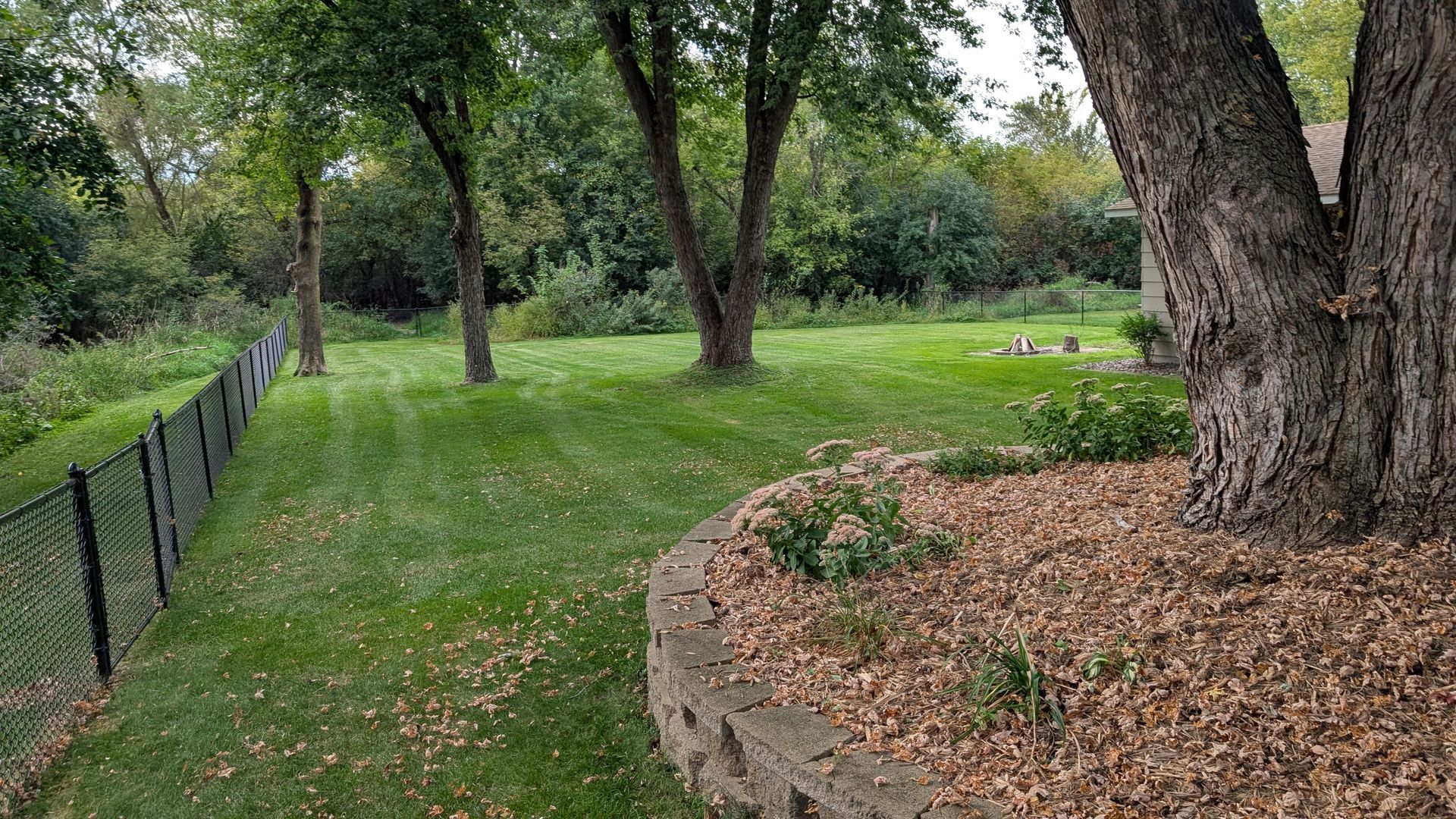 Lush green backyard with a chain link fence, trees, and a retaining wall.