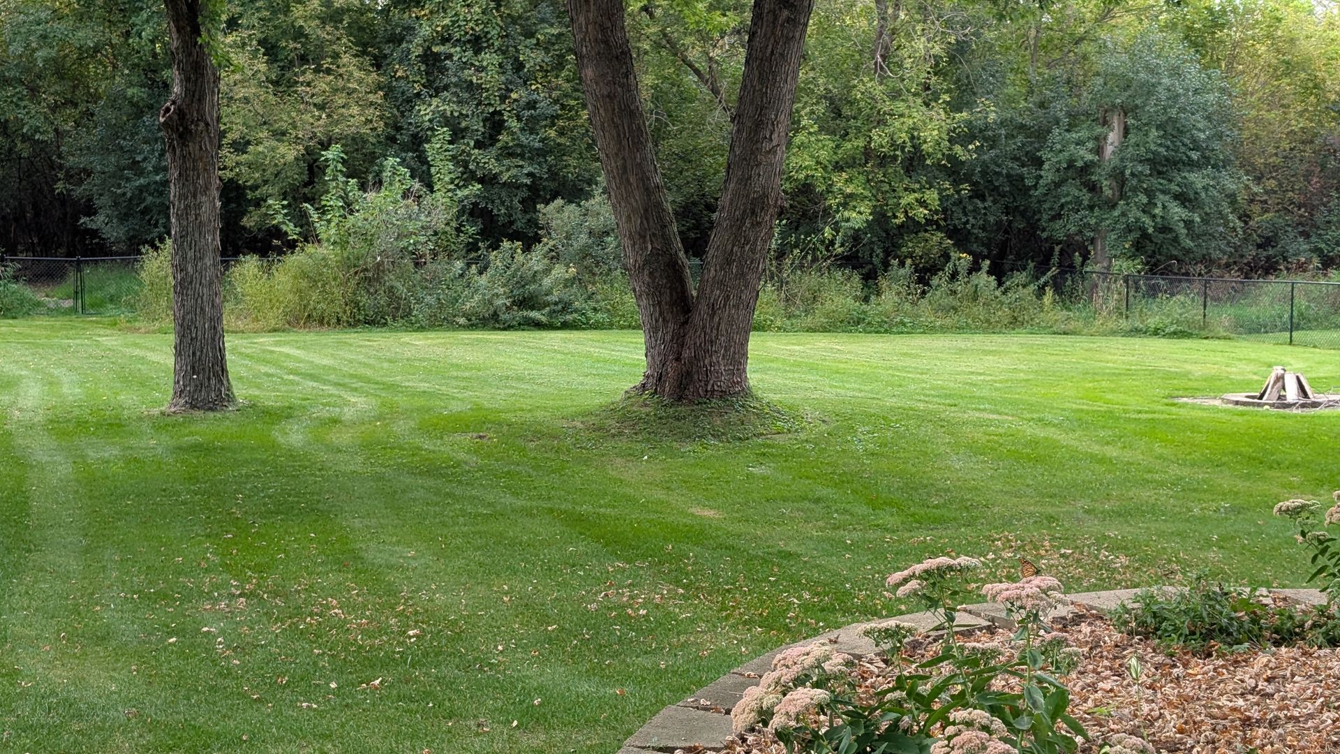 Lawn with trees and a fire pit in a backyard setting. Green grass, trees, and foliage.