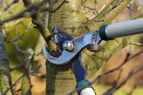 Benefits of tree pruning